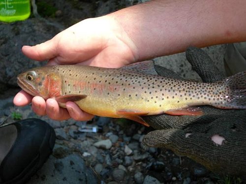 Yellowstone Cutthroat Trout, Yellowstone National Park, Wyoming