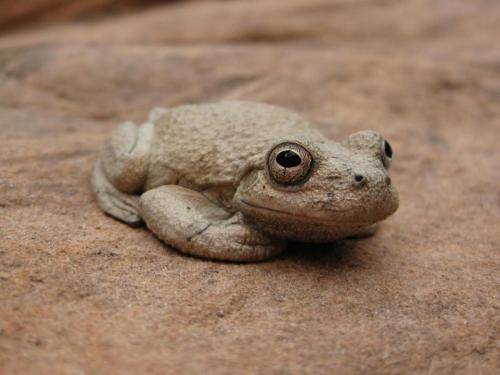 Canyon Treefrog, Zion National Park, Utah