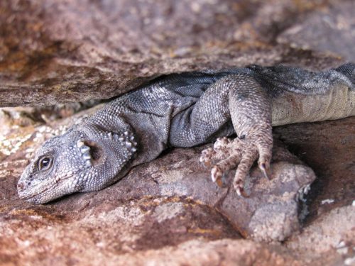 Chuckwalla, Zion National Park, Utah