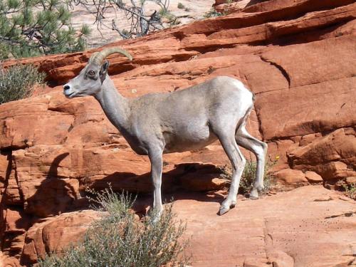 Desert Bighorn Sheep, Zion National Park, Utah