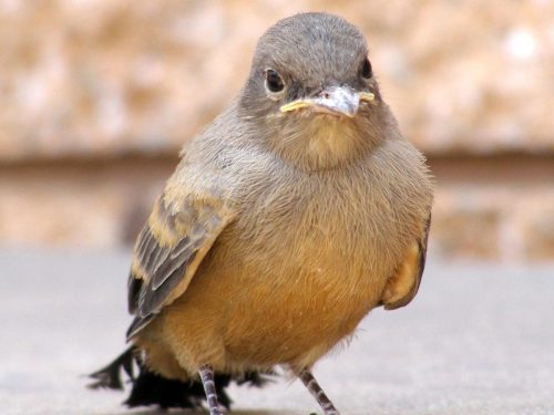 Say’s Phoebe, Zion National Park, Utah
