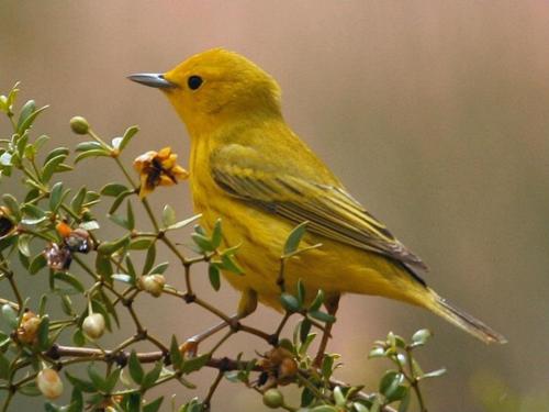 Yellow Warbler, Zion National Park, Utah