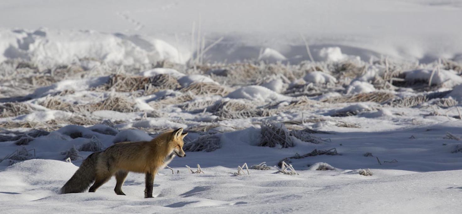 A Red Fox Hunts Near Terrace Spring, Yellowstone National Park, Wyoming | Photo Credit: NPS / Neal Herbert